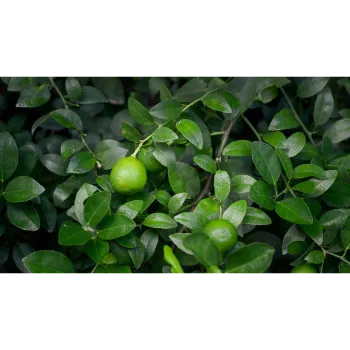 Natural Herbal Plant